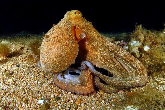 Night-Time Snorkel at TurtleTown with Stars, Lights, and Photos - The Balance of Safety and Adventure