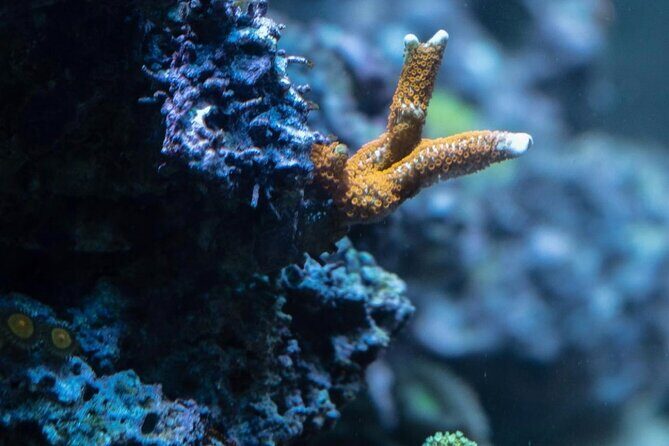 Night-Time Snorkel at TurtleTown with Stars, Lights, and Photos - FAQs