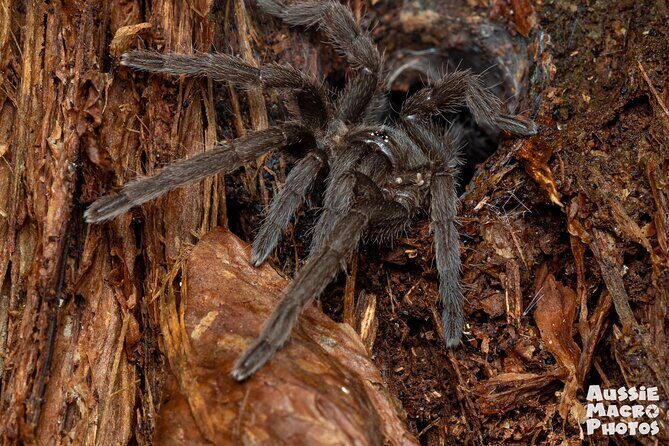 Night Walk in Cairns Botanic Gardens - Let's Go Buggin - Key Points