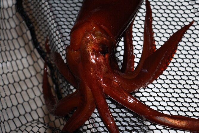 Nightly squid fishing - private tour - Introduction