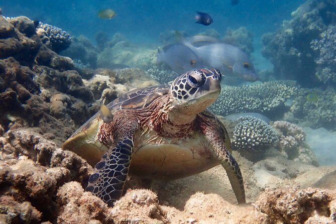 Ningaloo Reef Snorkel and Wildlife Adventure - FAQs