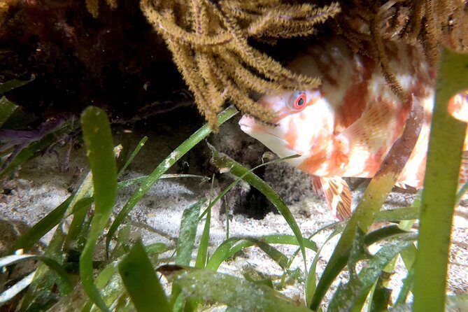 No Experience Required to Discover Scuba in Florida - FAQ