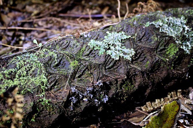 Nocturnal adventure Glow-worm tour - Who is This Tour Best For?