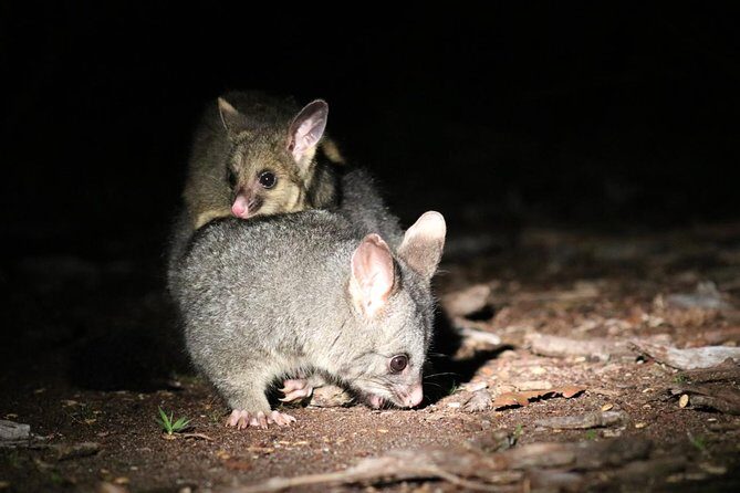 Nocturnal Wildlife Tour from Busselton - FAQ
