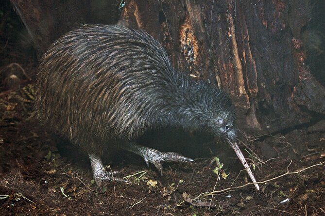 Nocturnal Wonders Tawharanui Kiwi Spotting and Stargazing Tour - An Introduction to the Tawharanui Night Tour