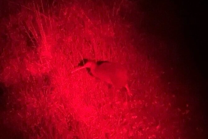 Nocturnal Wonders Tawharanui Kiwi Spotting and Stargazing Tour - Final Thoughts