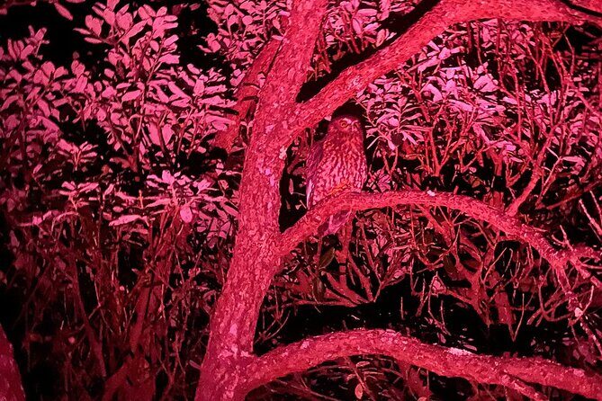 Nocturnal Wonders Tawharanui Kiwi Spotting and Stargazing Tour - FAQ