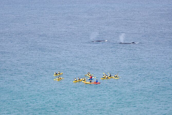 Noosa: Epic Whale Watching On Ocean Kayaks & Beach 4X4 Tour - The Experience You Can Expect