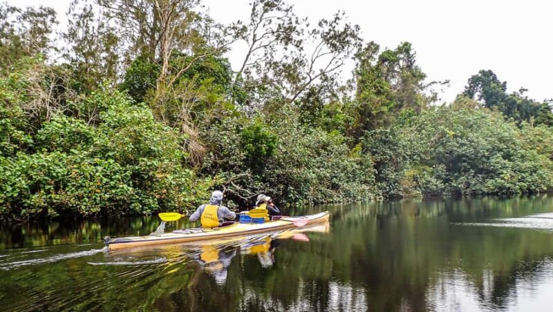 Noosa Everglades: Truly Sustainable Guided KAYAK Tour - What Makes This Tour Special?