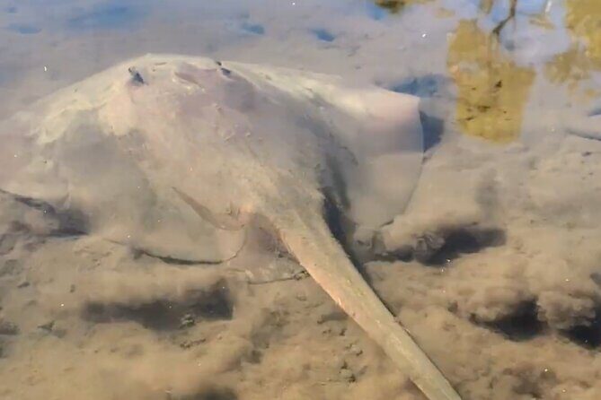 Noosa Heads: Epic Hidden Waterways & Wildlife Kayak Tour - Who Is This Tour Best For?