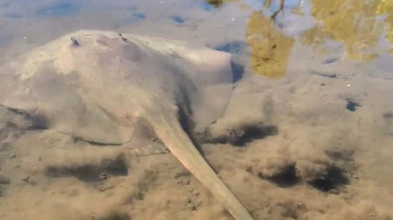 Noosa Heads: Hidden Waterways Wildlife Kayak (Self-Guided) - Key Points