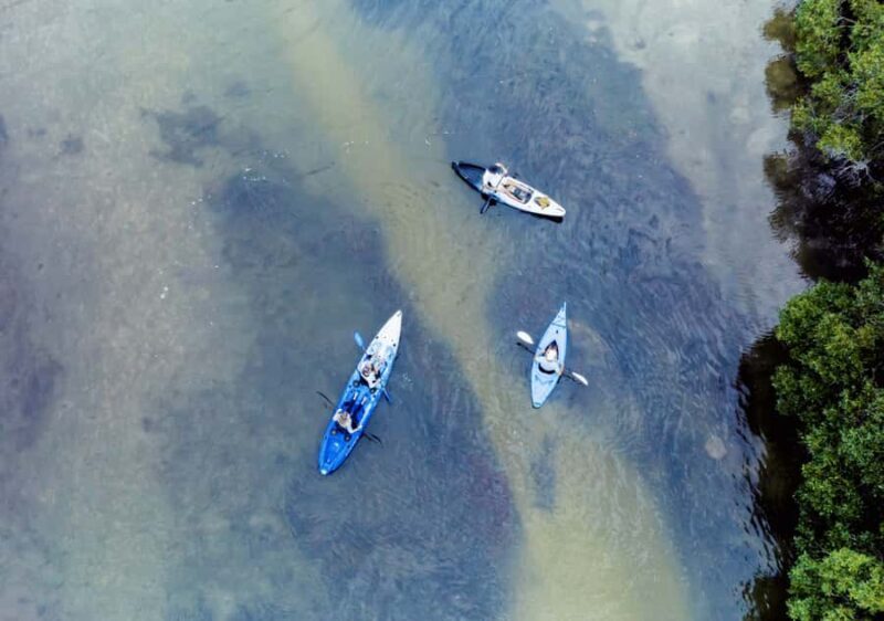 Noosa: Noosa Everglades and Stingray Sanctuary Kayak Tour - Exploring Noosa’s Waterways: What Makes This Tour Stand Out