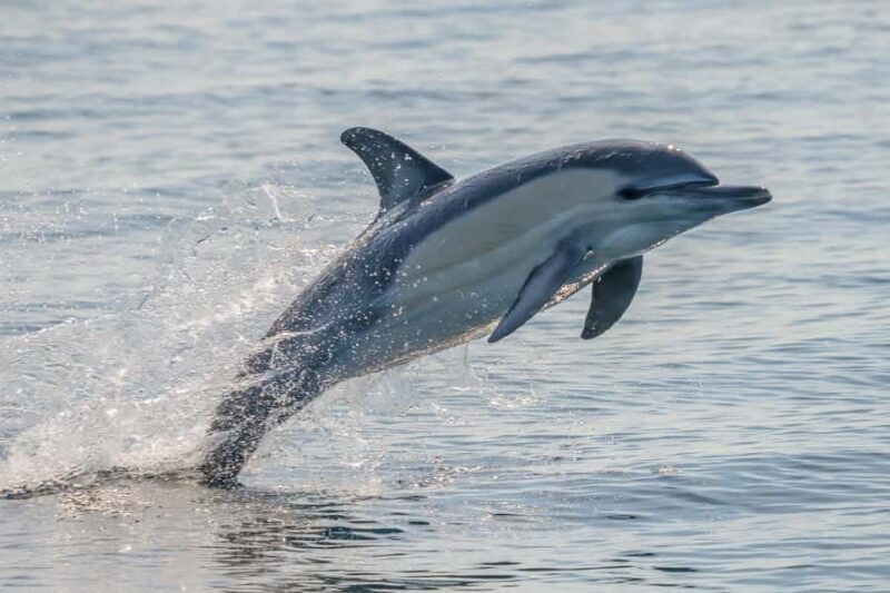 Noosa: Noosa Ocean Adventure with Dolphin Watching - FAQ