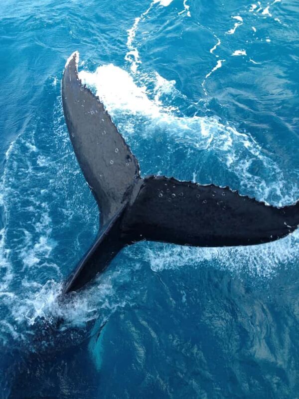 Noosa; Noosa Ocean Adventures - Whale Watching - The Experience: What You Can Expect from Noosa Ocean Adventures