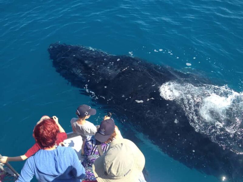 Noosa; Noosa Ocean Adventures - Whale Watching - Final Thoughts: Who Should Consider This Tour?