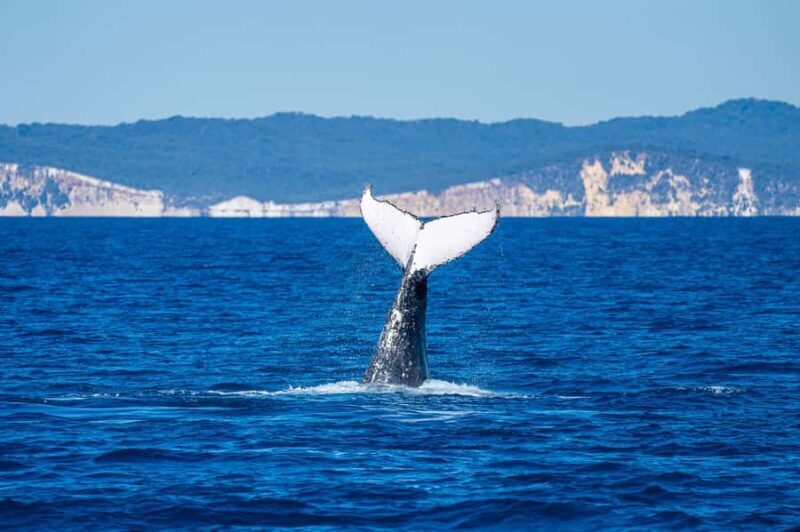 Noosa; Noosa Ocean Adventures - Whale Watching - Frequently Asked Questions