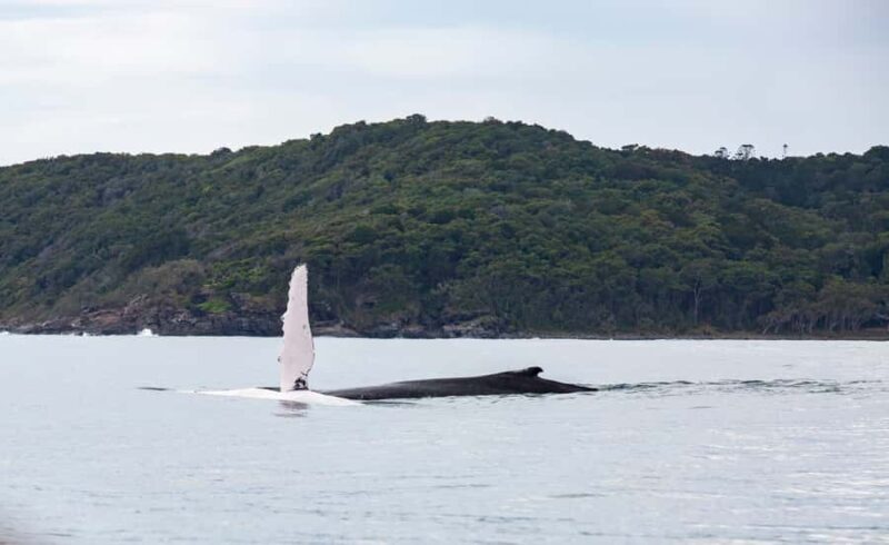 Noosa: Noosa Whale Watching Tour - Key Points