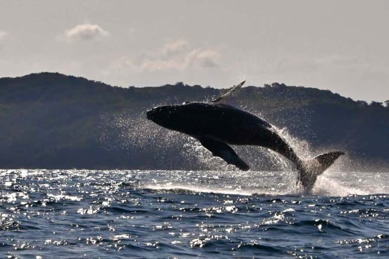 Noosa: Noosa Whale Watching Tour - What to Expect from the Noosa Whale Watching Tour