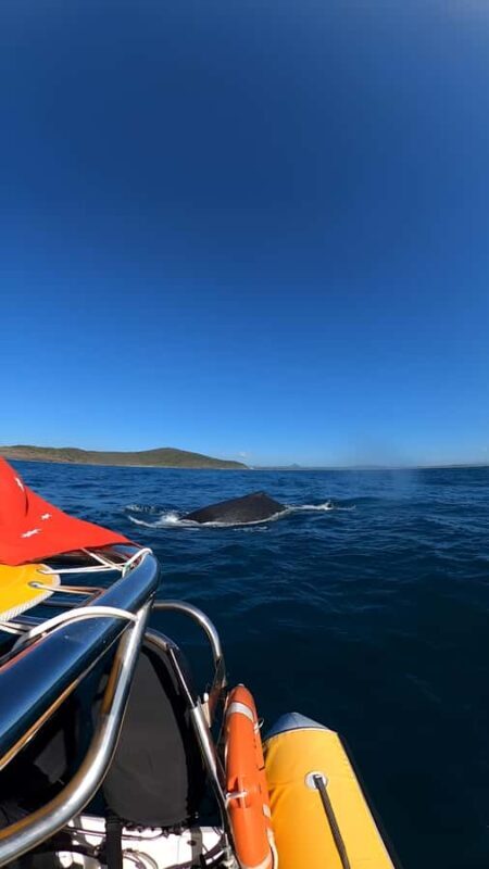 Noosa: Noosa Whale Watching Tour - Final Thoughts