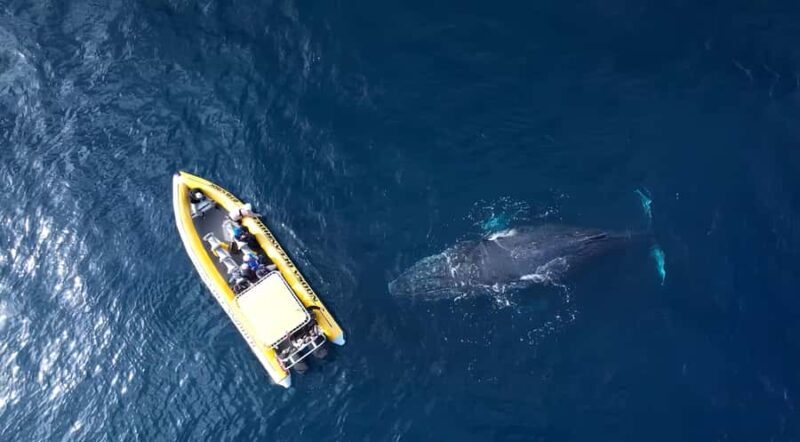 Noosa: Noosa Whale Watching Tour - FAQs