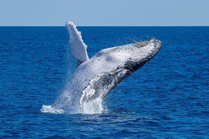 Noosa Ocean Adventures: Whale Watch - The Experience in Detail