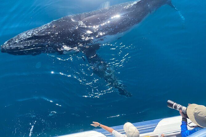 Noosa Ocean Adventures: Whale Watch - FAQs