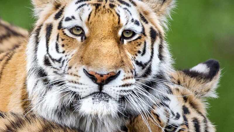 Nordens Ark Entry Ticket - A Deep Dive into Nordens Ark