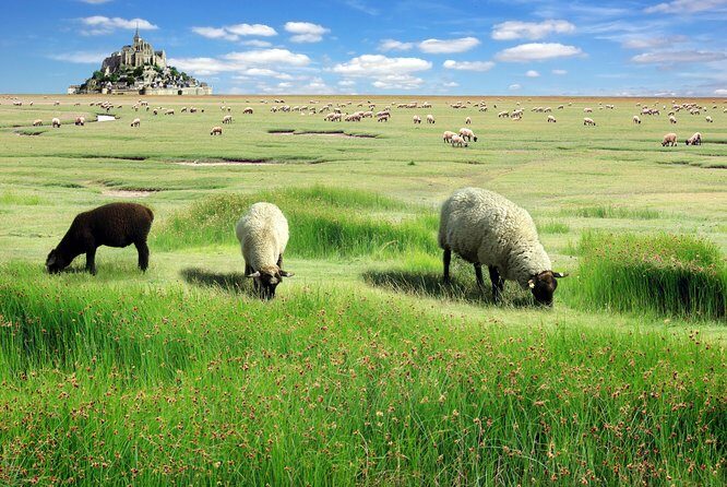 Normandy and Loire 3 Days Trip with Mont Saint Michel from Paris - An In-Depth Look at the 3-Day Normandy and Loire Tour