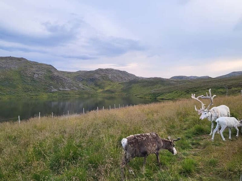 North Cape and King Crab Tour with Sámi Camp Tour - The Sum Up