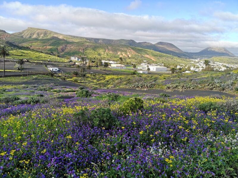 North Lanzarote: Cave, Jameos del Agua, and Viewpoint - FAQs