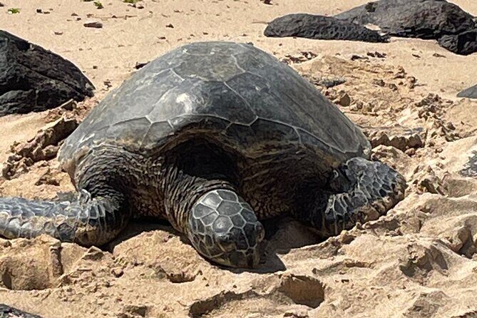 North Shore day,Waterfalls and Turtles Tour - A Closer Look at the Itinerary