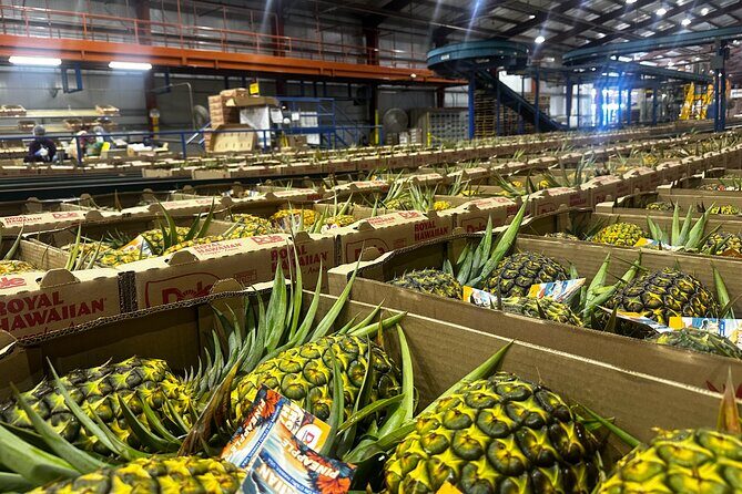 North Shore Foodie Fun: Eat, Explore, Enjoy (Incl. Dole) - Who Should Book This Tour?