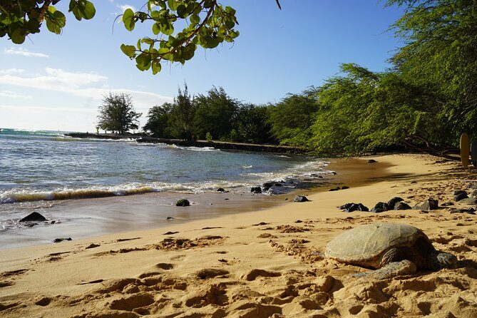 North Shore Surfing Lessons Oahu Hawaii - Pricing and Value