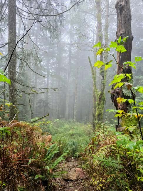 North Vancouver: Guided Forest Therapy & Forest Bathing Walk - A Closer Look at the North Vancouver Forest Bathing Walk