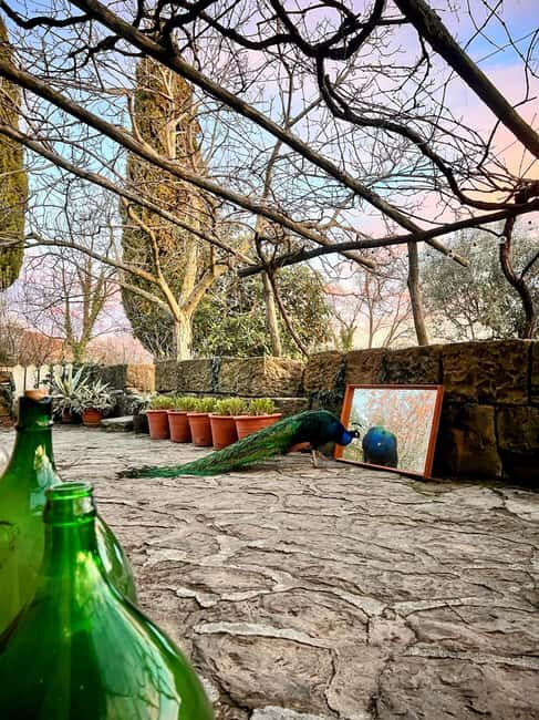 Northern Istria: Olive Oil Tasting with scenic landscape - The Bottom Line