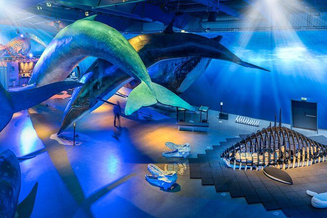 Northern Lights by Boat with a Backup Plan from Reykjavik - Who Is This Tour Best For?