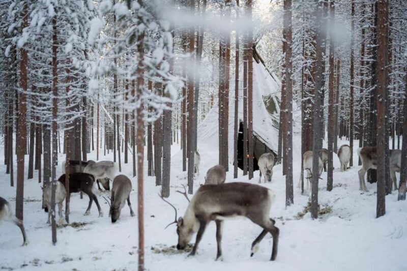 Northern Lights & Reindeer Experience - Key Points