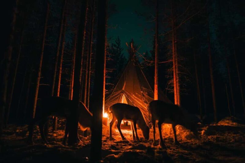Northern Lights & Reindeer Experience - The Experience Value