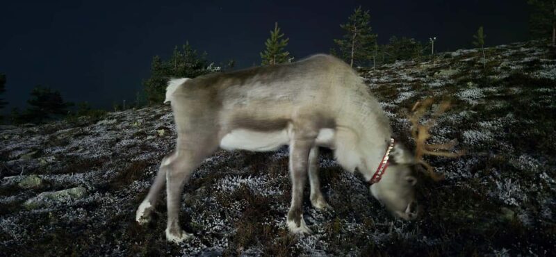 Northern Lights Snowshoe Hike in Levi with Latvian Guide - Price and Value