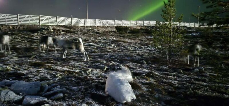 Northern Lights Snowshoe Hike in Levi with Latvian Guide - Final Thoughts