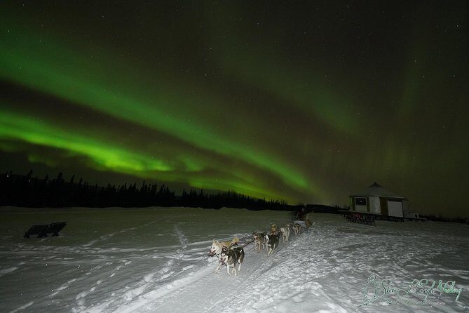 Northern Lights Viewing including Dinner and 1-Hour Dog Sledding - Key Points