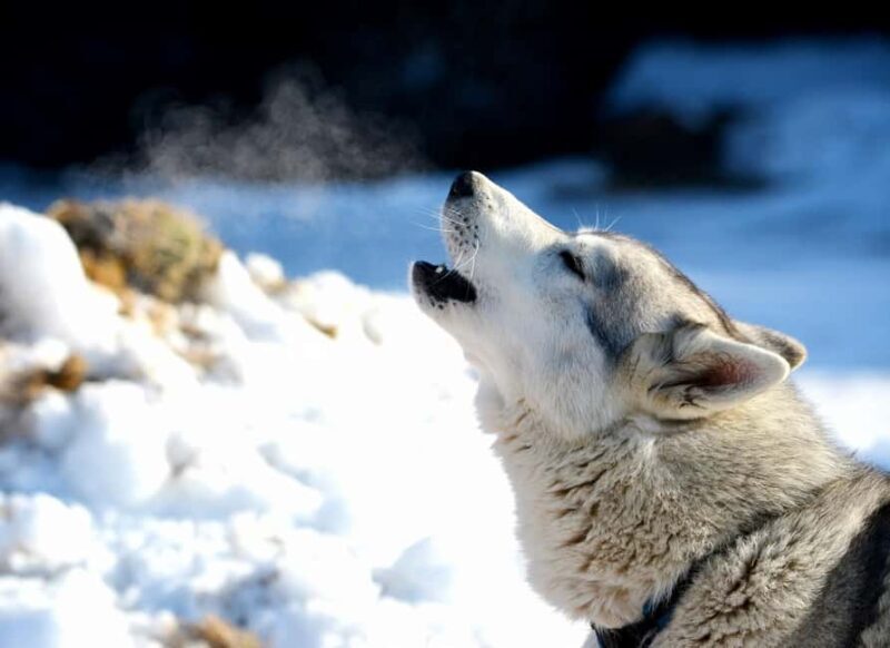 Northern Norway: guided snowshoe tour with a husky - What to Expect from This Snowshoe Adventure