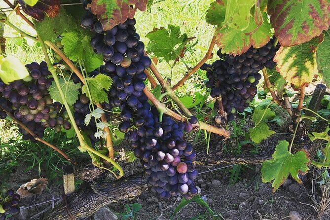 Northern Rhône Valley From Lyon Full day - Who Will Love This Tour?