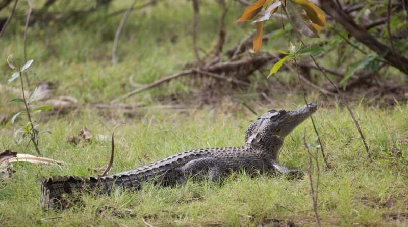 Northern Territory: Corroboree Billabong Nature Cruises - The Value