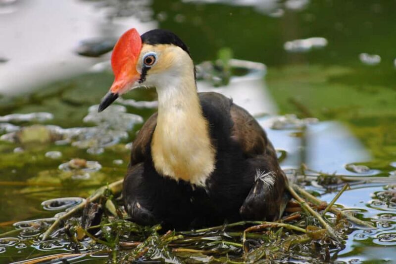 Northern Territory: Corroboree Billabong Nature Cruises - Who Should Consider This Tour?