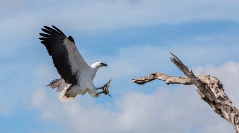 Northern Territory: Corroboree Billabong Nature Cruises - The Sum Up