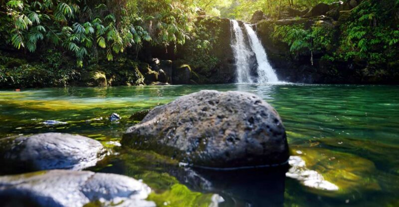 Northshore Maui: Guided Rainforest and Waterfall Walk - The Guides and Their Knowledge