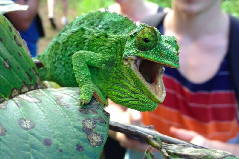 Northshore Maui: Guided Rainforest and Waterfall Walk - Price and Value