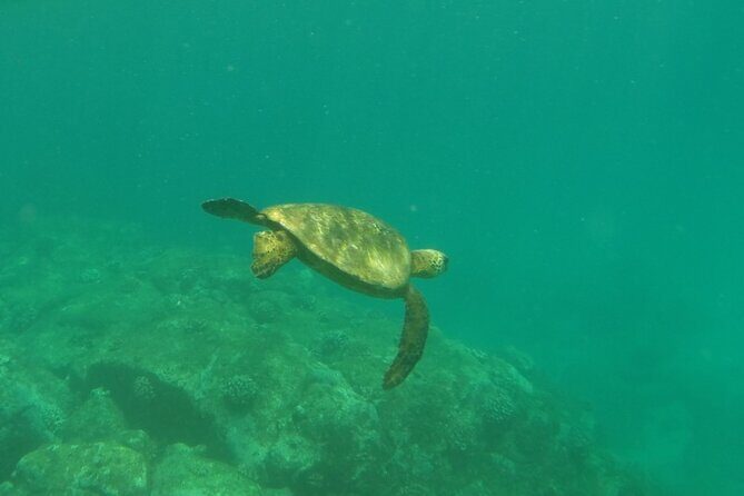 Northshore ocean adventure and circle islandJeep Tour- Guaranteed to see turtles - Who Is This Tour Best For?