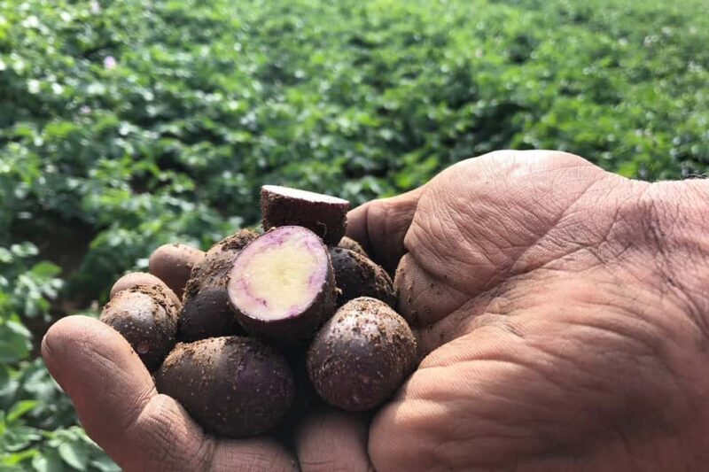 Northumberland: 6 Hour Meet the Makers Food Tour - What to Expect from the Northumberland Food Tour